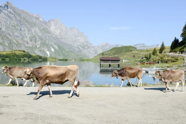 Manada de vacas caminando frente al lago — Foto de Stock