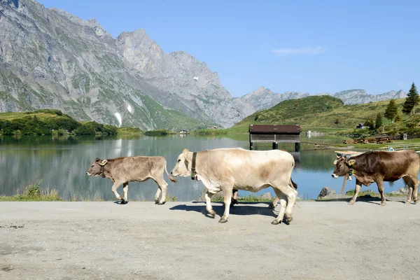 Manada de vacas caminando frente al lago —  Fotos de Stock