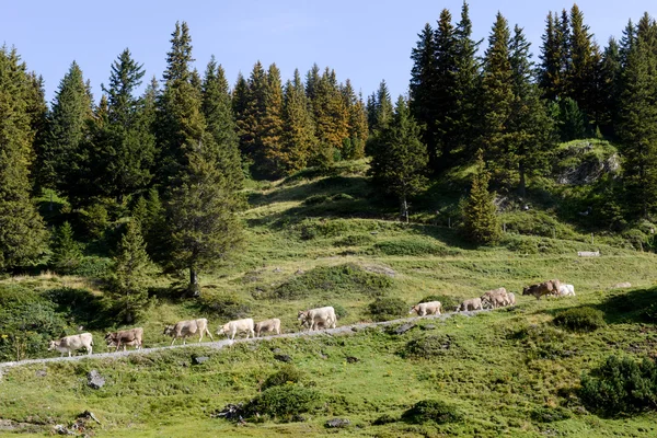 Truebsee yürüyen inek sürüsü