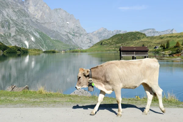 Ko gå framför sjön — Stockfoto