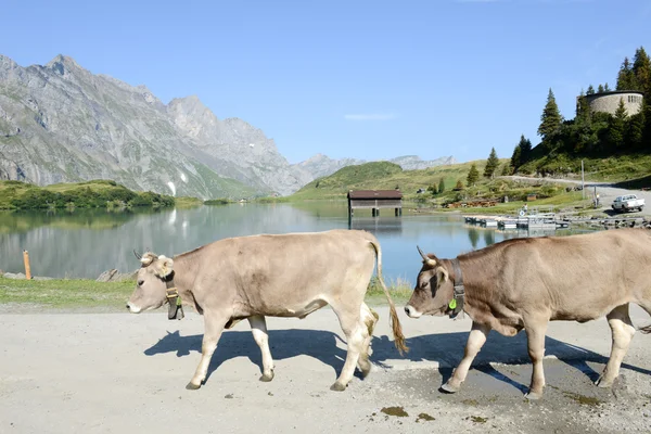 Mandria di mucche che camminano di fronte al lago — Foto Stock
