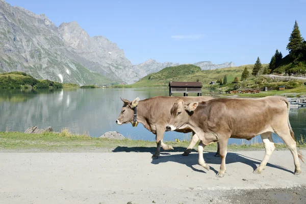 Manada de vacas caminando frente al lago —  Fotos de Stock