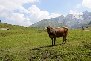 Engelberg İsviçre Alpleri üzerinde üzerinde Truebsee, dağ manzarası