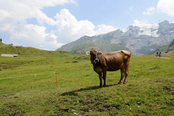 Paisaje de montaña en Truebsee sobre Engelberg en los Alpes suizos —  Fotos de Stock