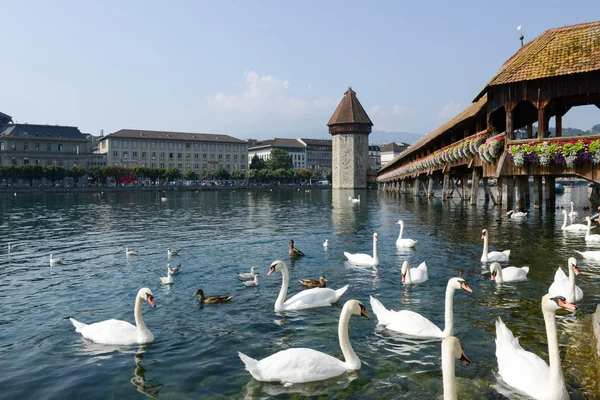 Kuğu ve yakın Şapel köprü ördekler