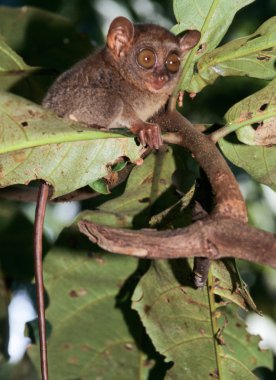 Şirin tarsier ağaçta oturuyor