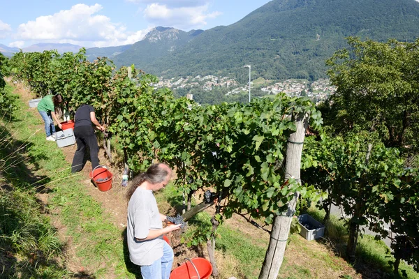 Persone che vendemmiano uva in un vigneto a Porza in Svizzera — Foto Stock