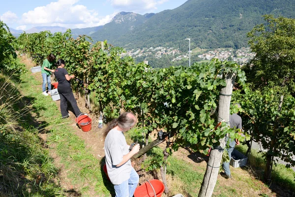 スイスの Porza でブドウ畑のブドウを収穫している人々 — ストック写真