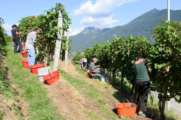 Persone che vendemmiano uva in un vigneto a Porza in Svizzera — Foto Stock