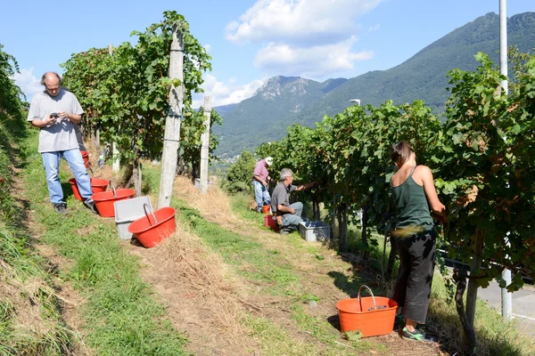 Persone che vendemmiano uva in un vigneto a Porza in Svizzera — Foto Stock