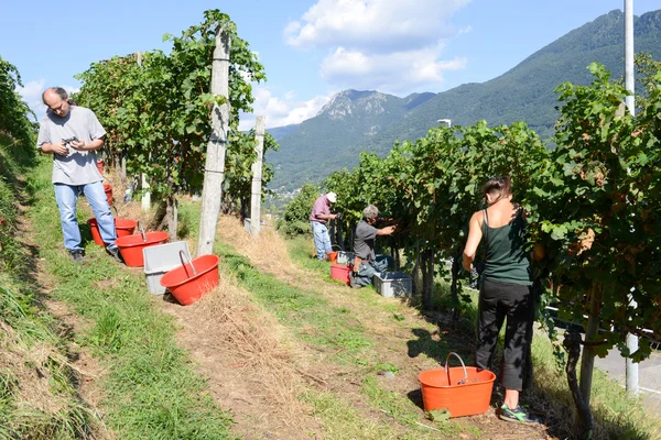 Persone che vendemmiano uva in un vigneto a Porza in Svizzera — Foto Stock