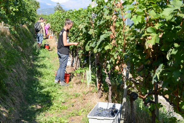 スイスの Porza でブドウ畑のブドウを収穫している人々 — ストック写真