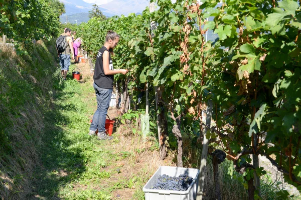 Persone che vendemmiano uva in un vigneto a Porza in Svizzera — Foto Stock