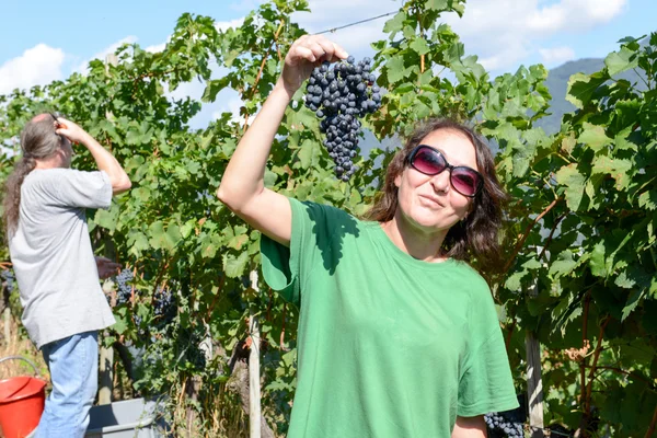 Люди збирання винограду на винограднику в Porza на Швейцарії — стокове фото