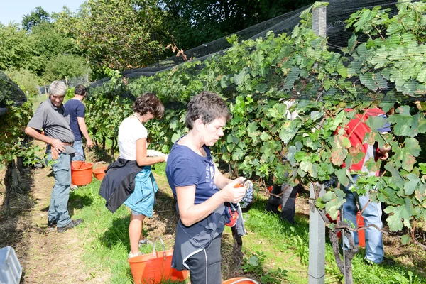 Vendemmia in un vigneto a Vezia in Svizzera — Foto Stock