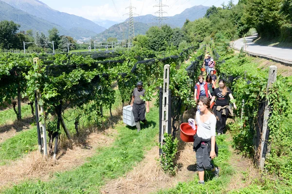 スイスのルガノでブドウ畑のブドウを収穫している人々 — ストック写真