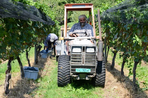 スイスのルガノでブドウ畑のブドウを収穫している人々 — ストック写真
