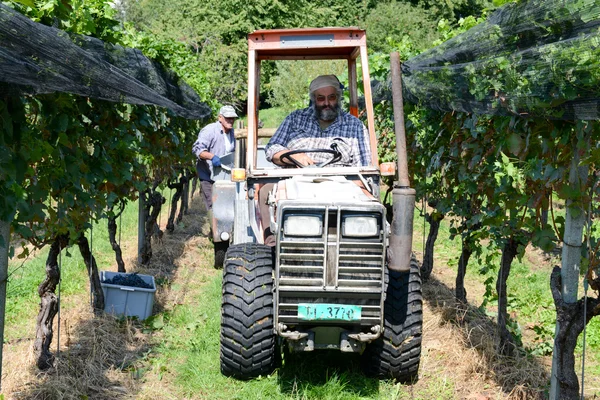 Vendemmia in un vigneto a Vezia in Svizzera — Foto Stock