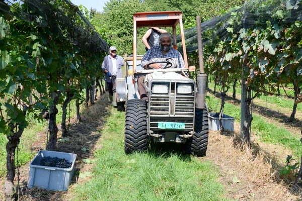 Vendemmia in un vigneto a Vezia in Svizzera — Foto Stock