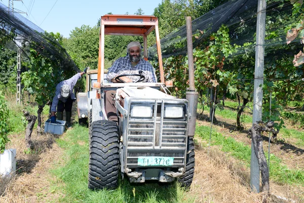 Vendemmia in un vigneto a Vezia in Svizzera — Foto Stock