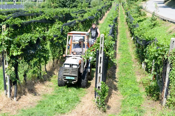 Vendemmia in un vigneto a Vezia in Svizzera — Foto Stock