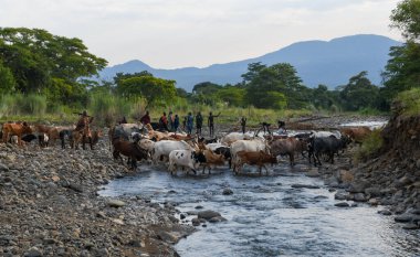 Kibish, Etiyopya - 12 Ağustos 2025: Etiyopya 'daki Kibish' de Suri kabilesinin inekleri sürüsü
