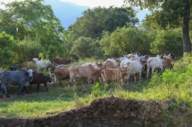 Kibish, Etiyopya - 12 Ağustos 2025: Etiyopya 'daki Kibish' de Suri kabilesinin inekleri sürüsü