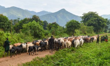 Kibish, Etiyopya - 12 Ağustos 2025: Etiyopya 'daki Kibish' de Suri kabilesinin inekleri sürüsü