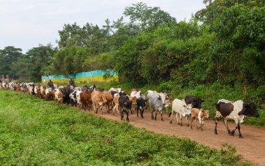 Kibish, Etiyopya - 12 Ağustos 2025: Etiyopya 'daki Kibish' de Suri kabilesinin inekleri sürüsü