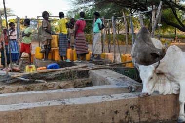 Turmi, Etiyopya - 13 Ağustos 2025: Etiyopya yakınlarındaki Hamer kabilesinin su kuyusu