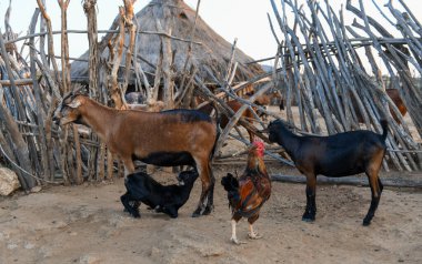 Etiyopya 'nın Turmi yakınlarındaki Hamer kabilesinin keçileri