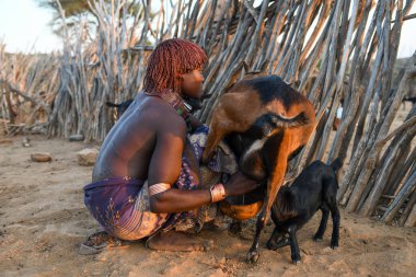Turmi, Etiyopya - 13 Ağustos 2025: Etiyopya yakınlarındaki Turmi köyünde keçi sağan Hamer kabilesinden kadın