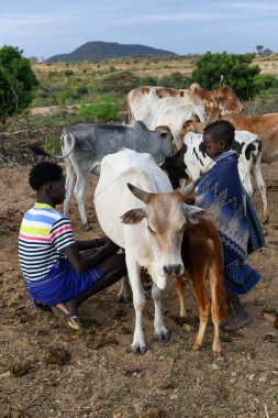 Turmi, Etiyopya - 13 Ağustos 2025: Hamer kabilesinden bir adam Etiyopya yakınlarındaki Turmi köyünde inek sağıyor