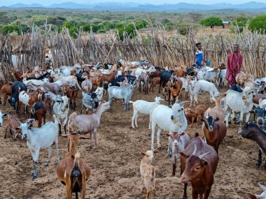 Turmi, Etiyopya - 13 Ağustos 2025: Etiyopya yakınlarındaki Hamer kabilesi köyü