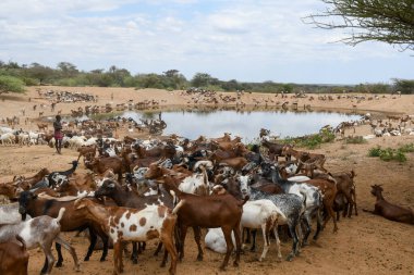 Turmi, Etiyopya - 14 Ağustos 2025: Etiyopya 'da Turmi yakınlarında bir keçi sürüsü ile göl
