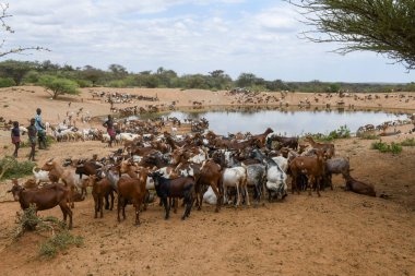 Turmi, Etiyopya - 14 Ağustos 2025: Etiyopya 'da Turmi yakınlarında bir keçi sürüsü ile göl