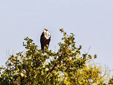 Ağaçtaki Etiyopya Kartalı