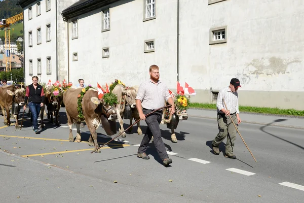 Farmers with a herd of cows — Stock Photo, Image