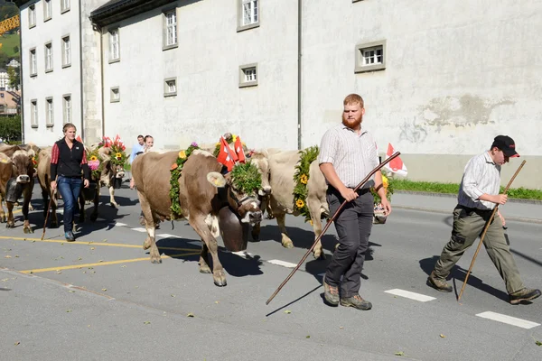Farmers with a herd of cows — Stock Photo, Image