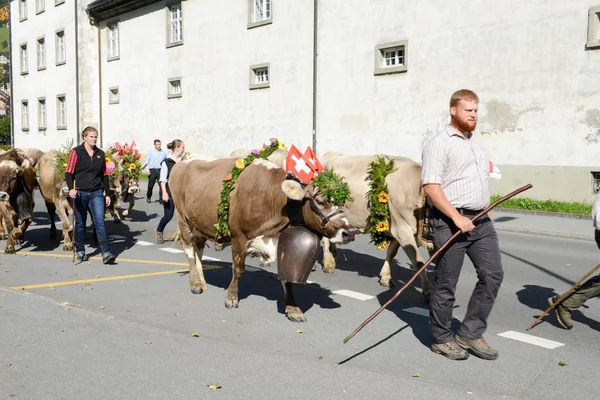 Agriculteurs avec un troupeau de vaches — Photo