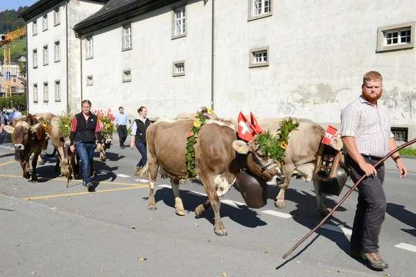 Agriculteurs avec un troupeau de vaches — Photo