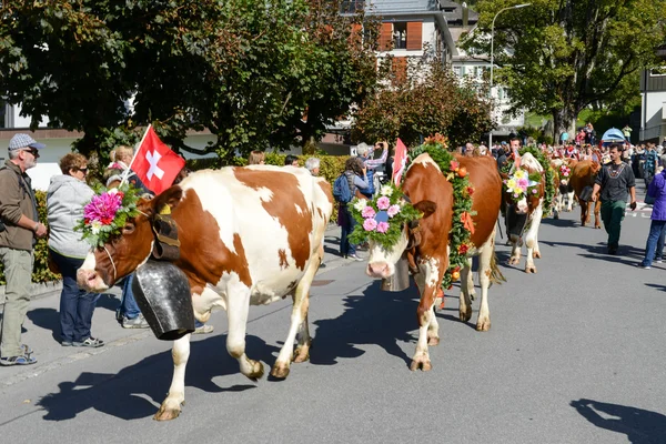 Agriculteurs avec un troupeau de vaches — Photo