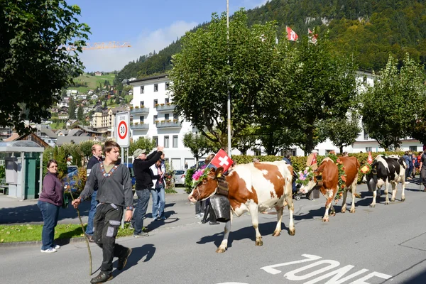 Jordbrukare med en flock kor — Stockfoto