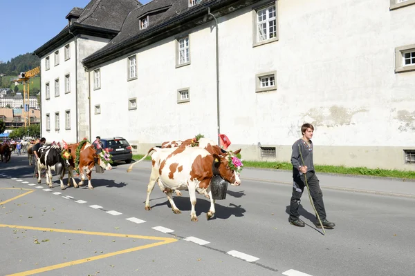 Agricoltori con una mandria di vacche — Foto Stock