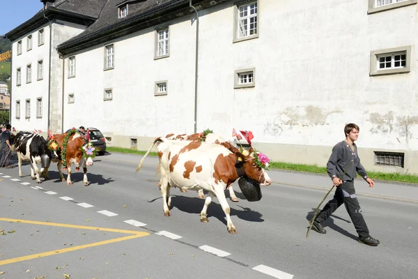 Agriculteurs avec un troupeau de vaches — Photo