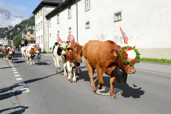 Agricultores con una manada de vacas —  Fotos de Stock