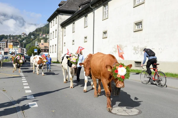 Farmers with a herd of cows — Stock Photo, Image