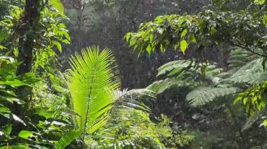 Domenica adasındaki Trafalgar Şelalesi manzarası