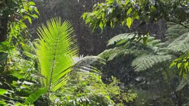 Domenica adasındaki Trafalgar Şelalesi manzarası