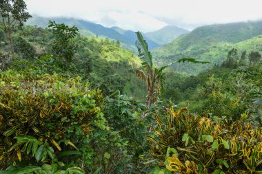 Jamaika 'daki Mavi Dağların manzarası